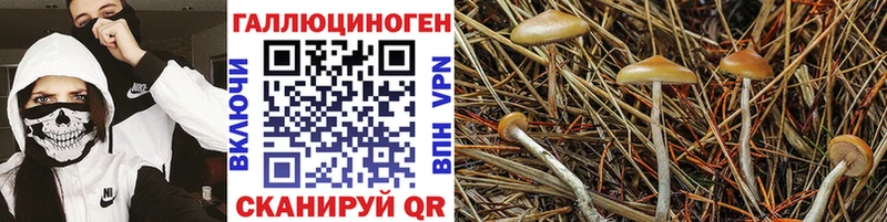 мориарти состав  цена наркотик  Санкт-Петербург  Галлюциногенные грибы Psilocybine cubensis 